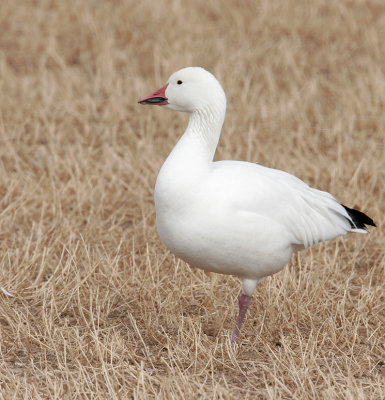 Snow Goose Adult 