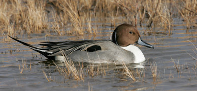 Northern Pintail Male