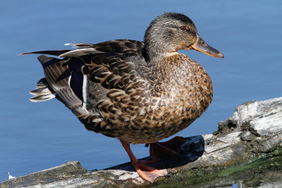 Mallard Female