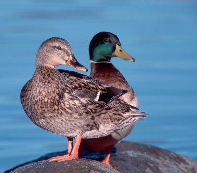 Mallard Male and Female