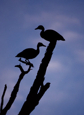 Black-bellied Whistling Ducks at Dawn