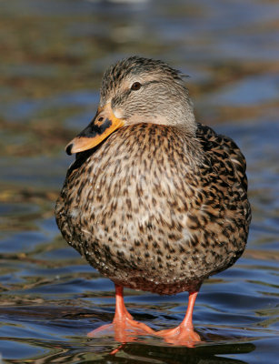 Mallard Female