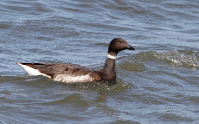 Brant, Black Adult