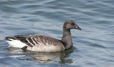 Brant, Pale-bellied Juvenile
