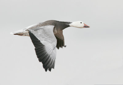 Snow Goose, Dark Morph, in Flight