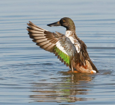 Northern Shoveler Male, Wing Stretching