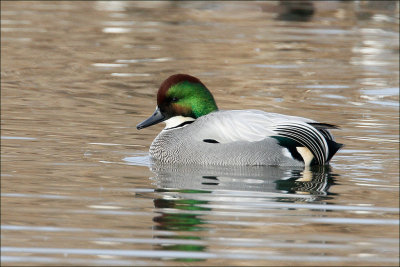 Falcated Duck Male 