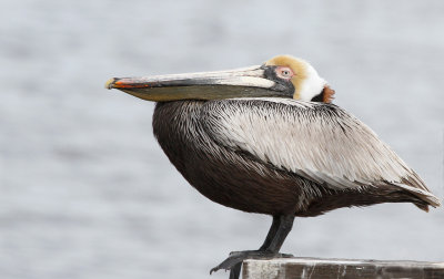 Brown Pelican 