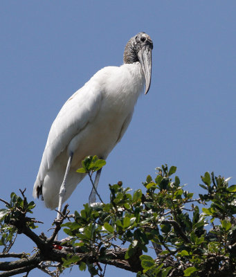 wood_stork