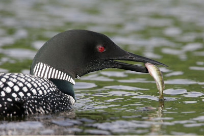 Common Loon with Fish