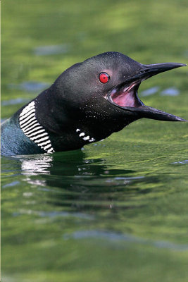 Common Loon Vocalizing
