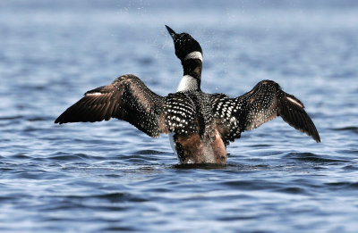 Common Loon Wing-flapping