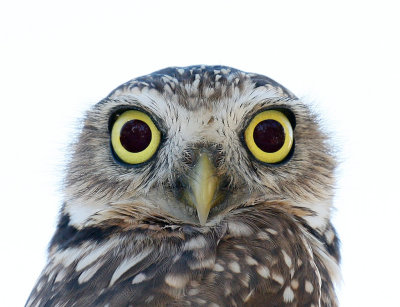 Burrowing Owl Portrait