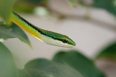 Green Parrot Snake (Leptophis ahaetulla)
