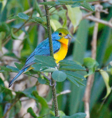 Orange-breasted Bunting, Male