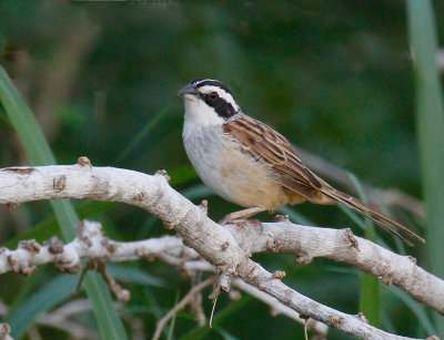 Stripe-headed Sparrow 