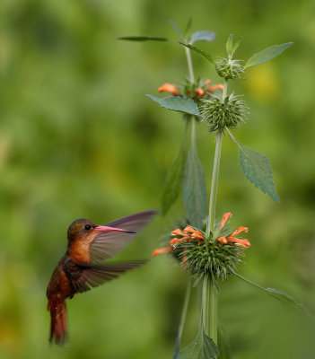 Cinnamon Hummingbird 