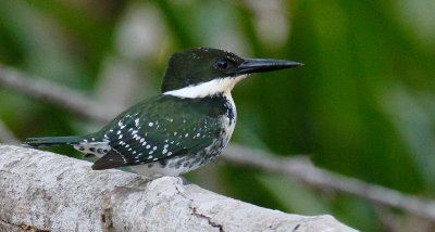 Green Kingfisher, Female