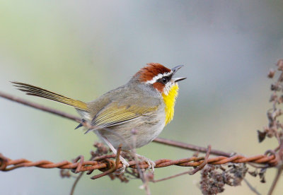 Rufous-capped Warbler 