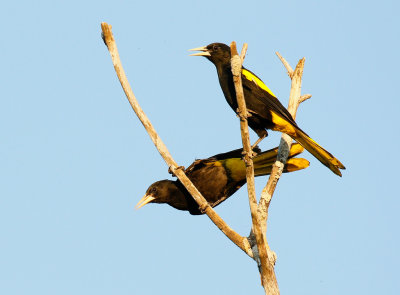 Yellow-winged Cacique 