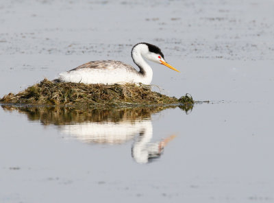 Clark's Grebe on nest. 