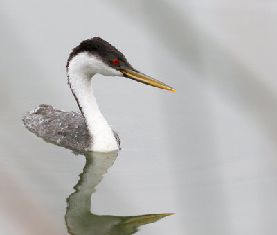 Western Grebe 