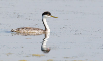 Western Grebe