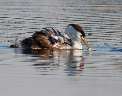 Clark's Grebe with Chicks