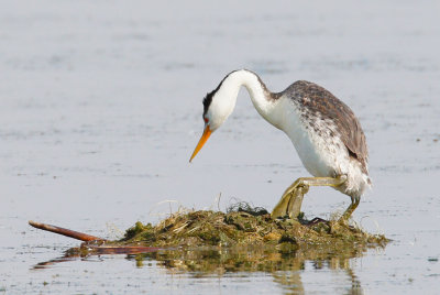 Clark's Grebe Sacramento NWR 