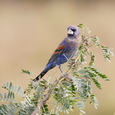 Blue Grosbeak, Male
