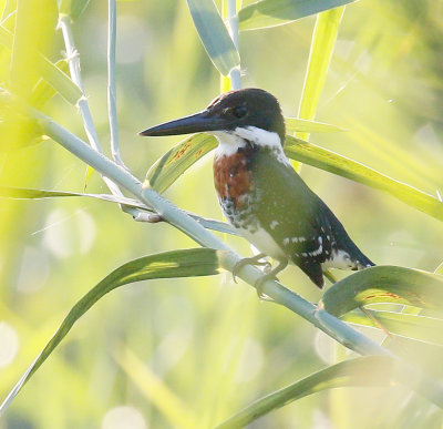 Green Kingfisher, Male