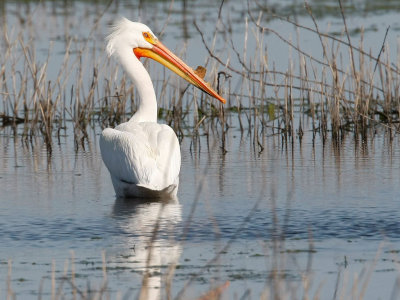 American White Pelican, Adult Breeding 