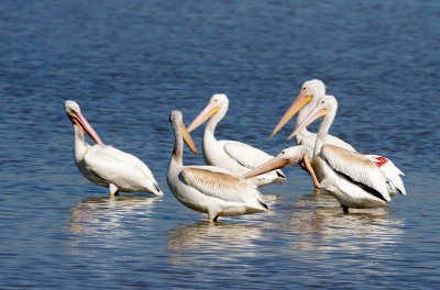 American White Pelican