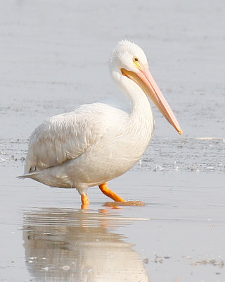 American White Pelican, Juvenile