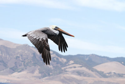 Brown Pelican