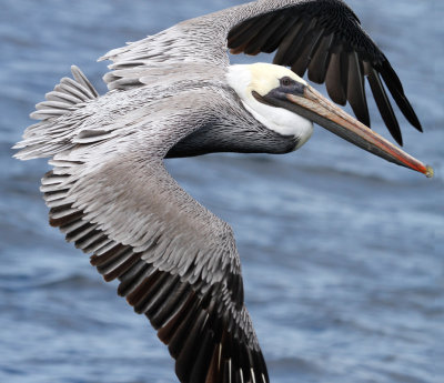 Brown Pelican