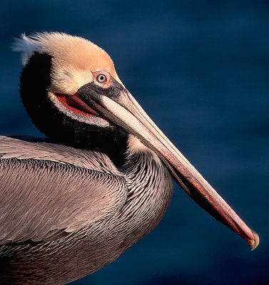 Brown Pelican