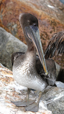 Brown Pelican, Juvenile