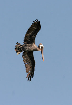 Brown Pelican 