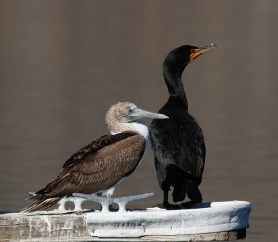 Blue-footed Booby and Double-crested Cormorant