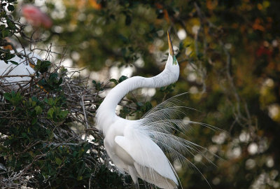 great_egret