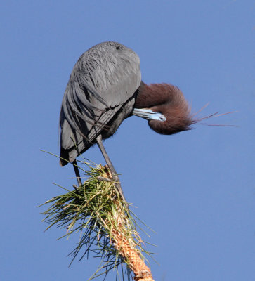 Little Blue Heron 