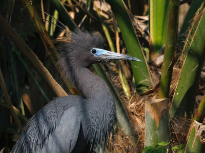 Little Blue Heron