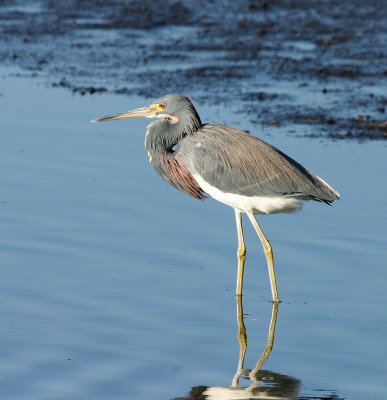 Tricolored Heron