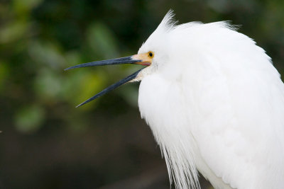 Snowy Egret 