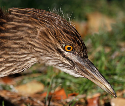 Black-crowned Night Heron, Juvenile