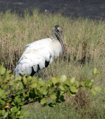 Wood Stork