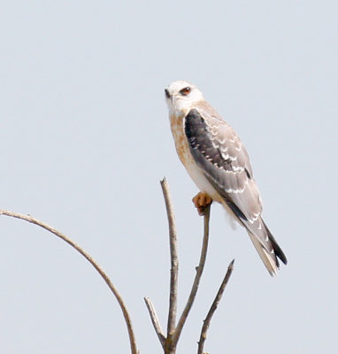 White-tailed Kite, Juvenile