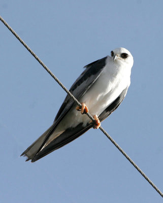 White-tailed Kite, Juvenile