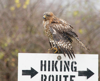 Red-shouldered Hawk, Juvenile